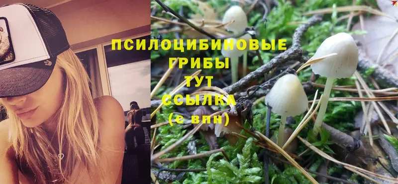 купить наркотики цена  ОМГ ОМГ ONION  Псилоцибиновые грибы Psilocybine cubensis  Покров 